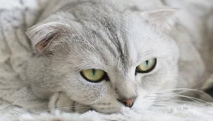 九游官网pc-明星运动员线上见面会粉丝热情高涨，运动员找明星