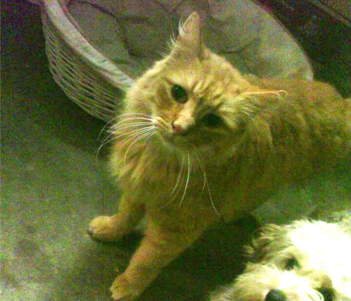 九游下载安装-_凯尔特人势如破竹，联盟领跑气势如虹_，what hurts more 凯尔特人