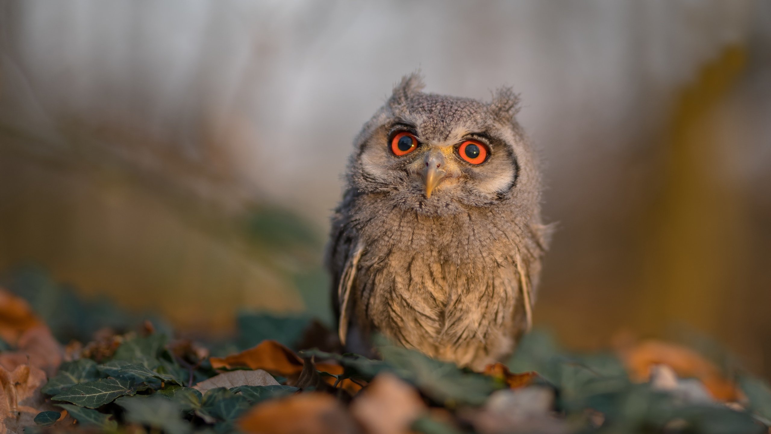 _勇士队外线火力全开，比赛胜利在望_，勇士队内线