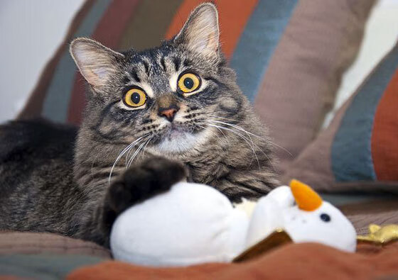 _勇士队外线火力全开，比赛胜利在望_，勇士队内线