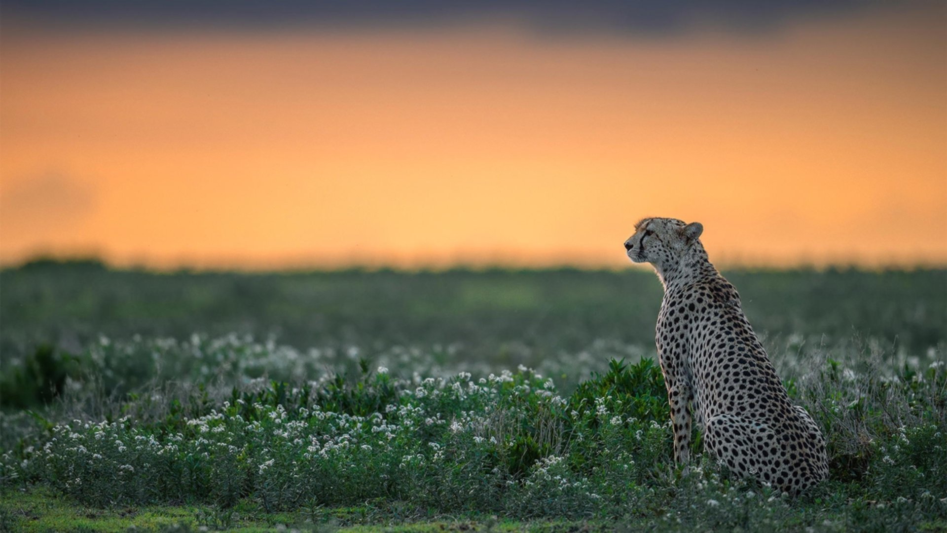 _奇才战术日趋成熟，表现持续提升_，奇才战况