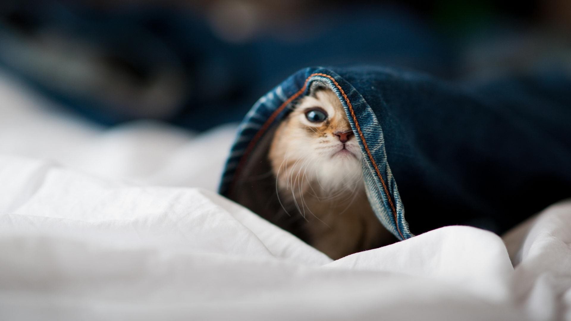 _美国网球公开赛：顶尖高手迎来年度巅峰对决_，美国网球公开赛官方网站