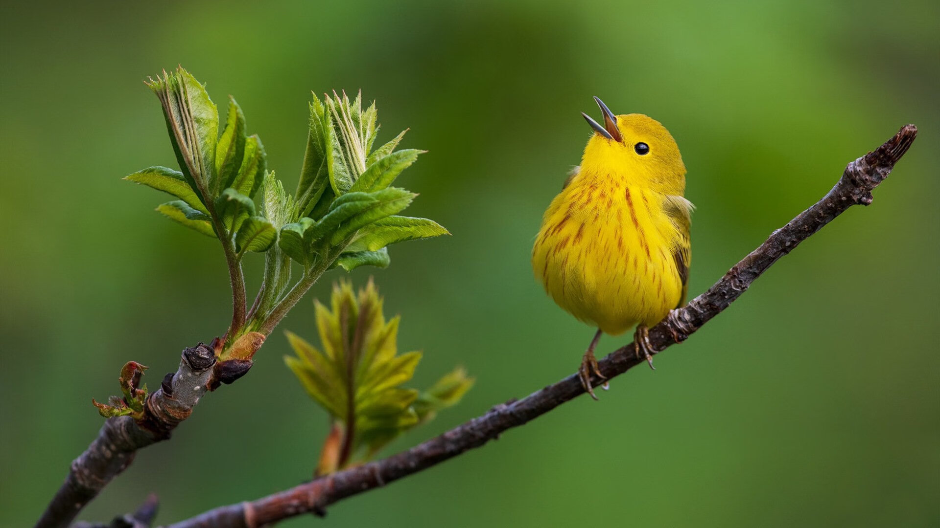 九游娱乐中心-“青年动力”全国青少年篮球社区赛在武汉激烈角逐，2021年全国青少年篮球竞赛计划