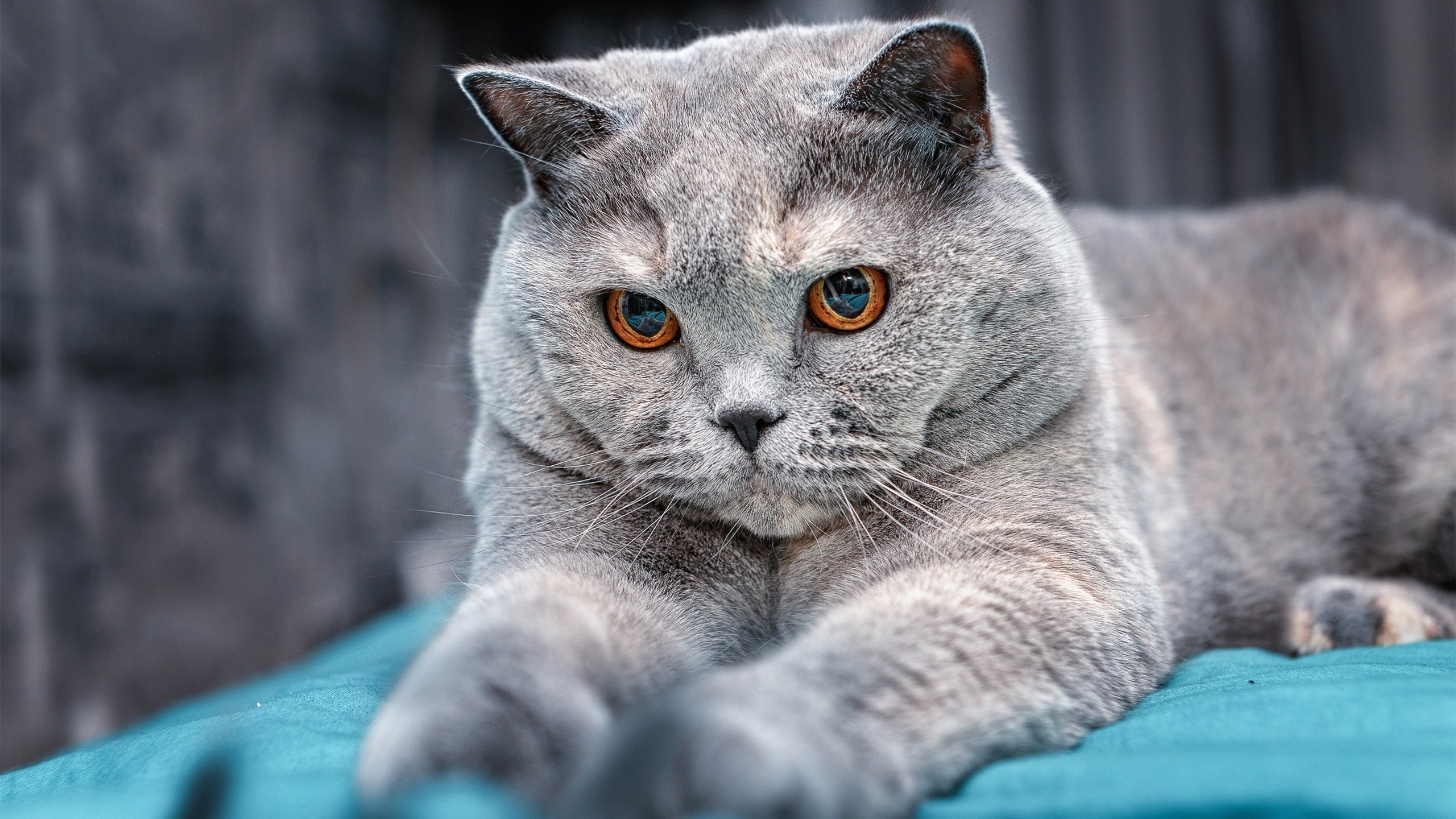 【高速投球分析】新技术帮助投手轻松突破极速极限！，高速发球