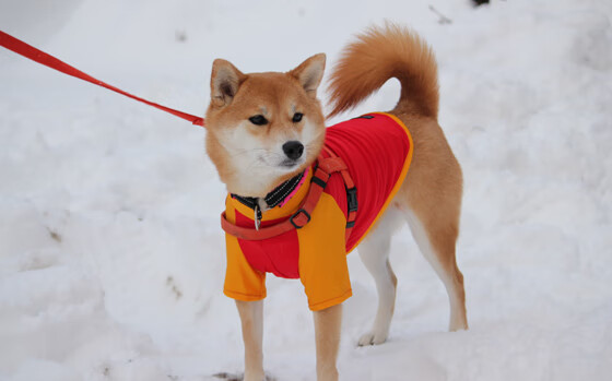 九游娱乐-克罗地亚骑手吉塔·日特科维奇在2024年国际马术联合会世界障碍赛中获得第八名，展现坚韧精神。