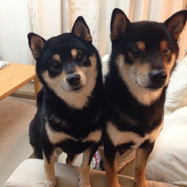 九游网页版官网-跨界飞碟投掷，融合传统与现代的运动体验，飞碟 运动