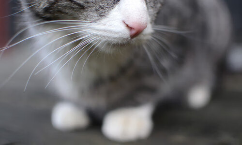 转会风暴:某豪门或将开启史上最大交易!,转会爆料