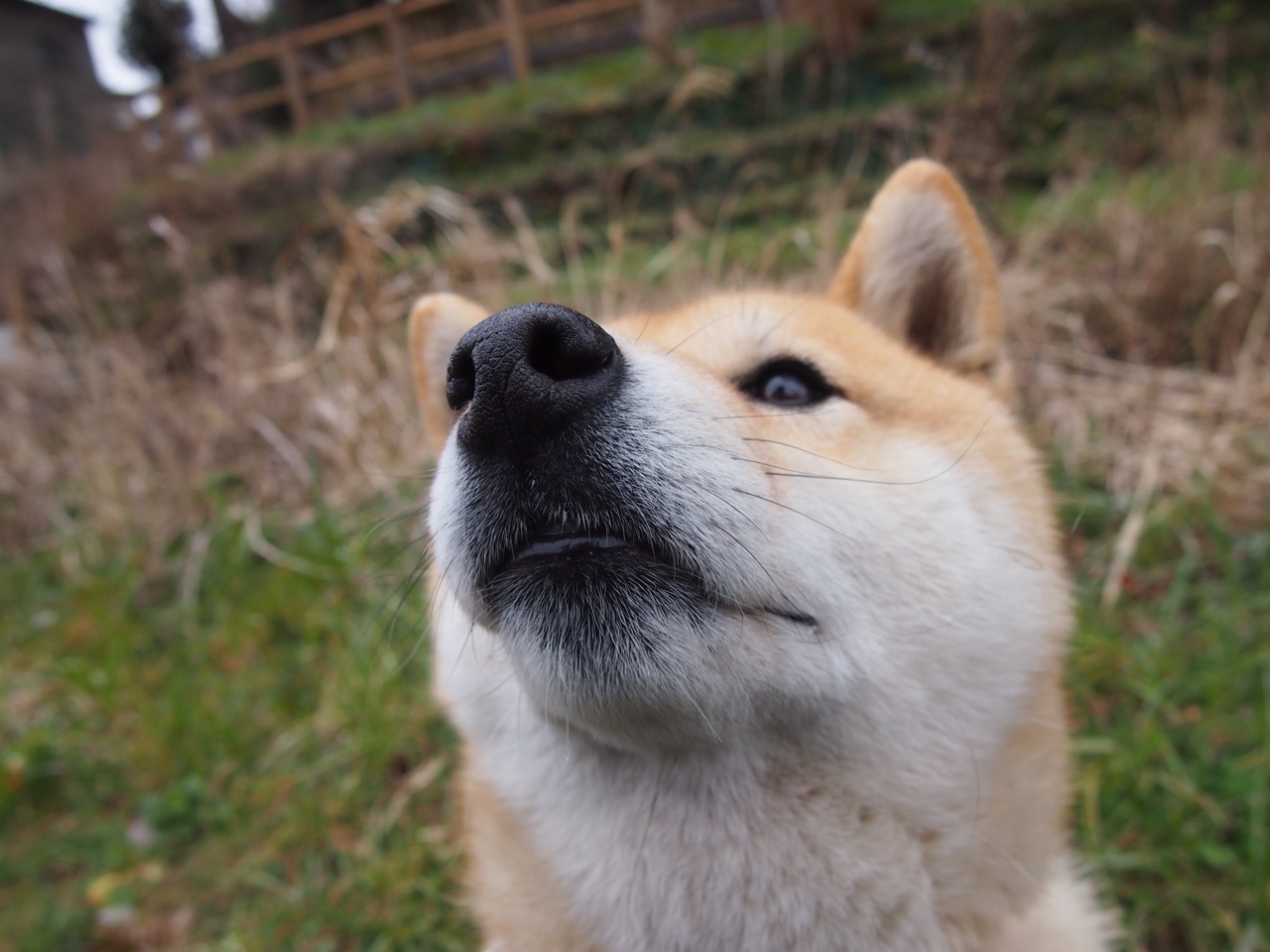 九游官网pc-逆境中的神勇：车手挑战极限的故事，逆境车的图片