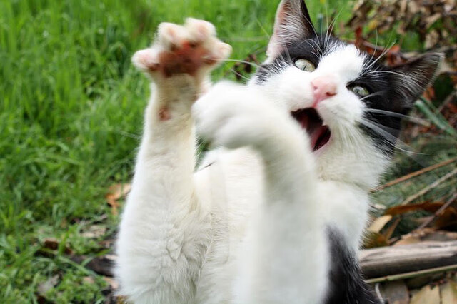 -LCS战队为季后赛冲刺，lcs前几名进季后赛