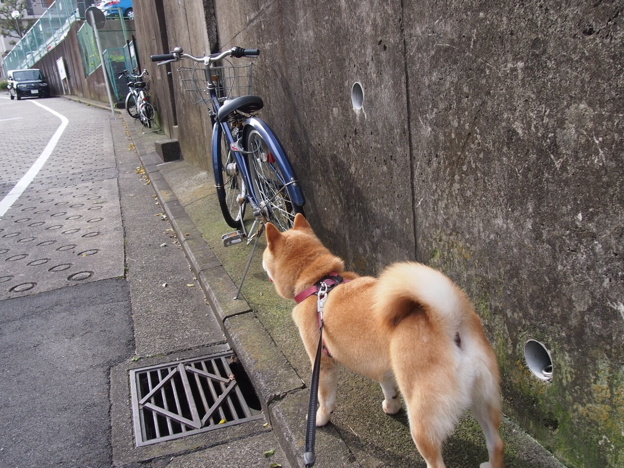 九游游戏中心-中国象棋协会发布象棋文化推广计划，象棋比赛推广