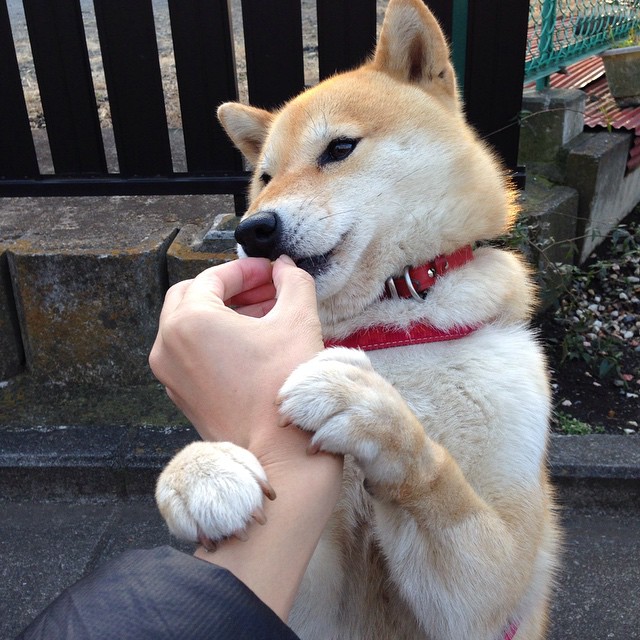 九游网页版官网入口-克罗地亚队客场击败斯洛文尼亚，晋级前程大好，克罗地亚vs斯洛文尼亚直播