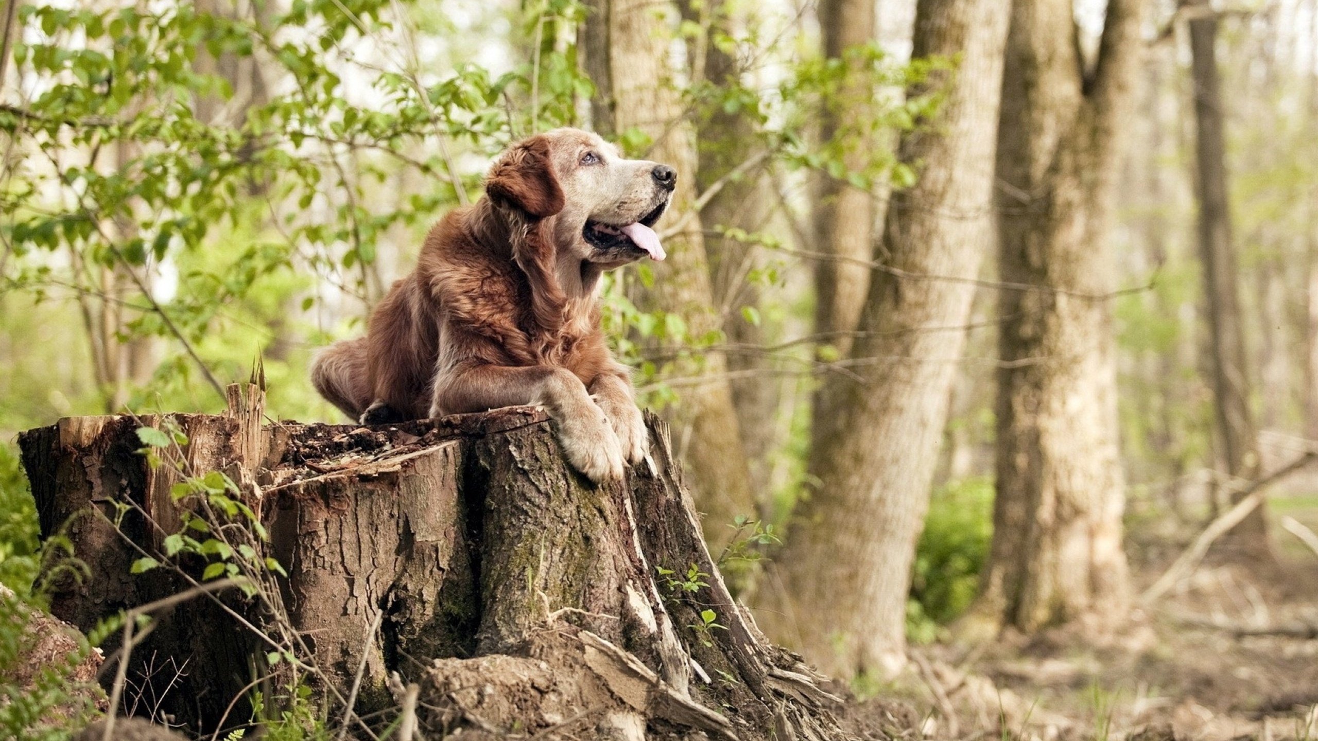 布莱顿深陷降级区，球员伤病不断，球队改变战术备战未来赛事，布莱顿4