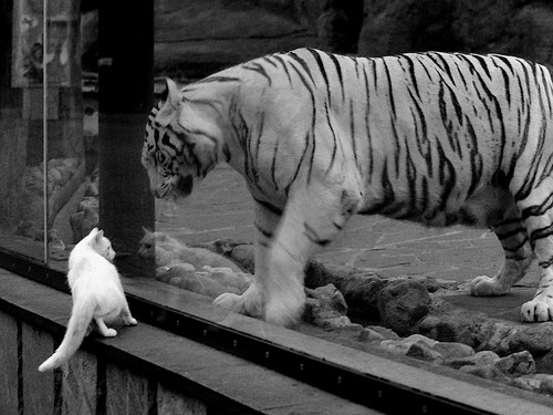 步行者翻盘森林狼,关键一役中哈利伯顿砍下47分,哈利伯顿 nba