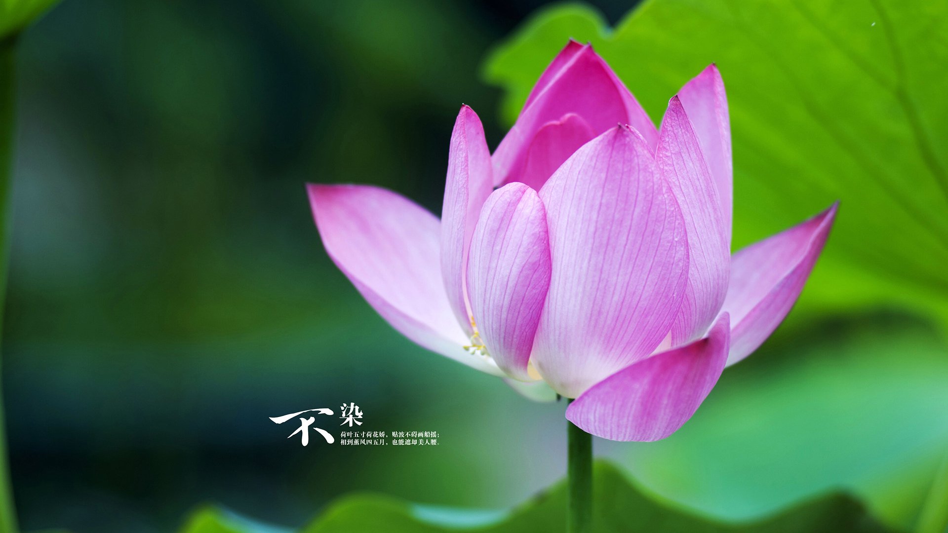 九游下载中心-浙江队在最新一轮比赛中实力突出，取得关键胜利，浙江队比赛直播