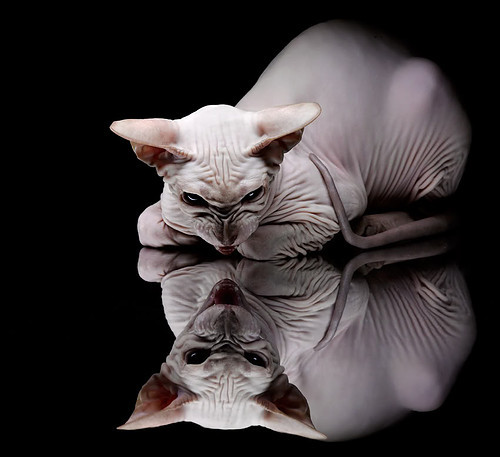 九游正版入口-荷兰马术协会举办马术运动员国际交流活动，促进文化互鉴。，荷兰著名马种