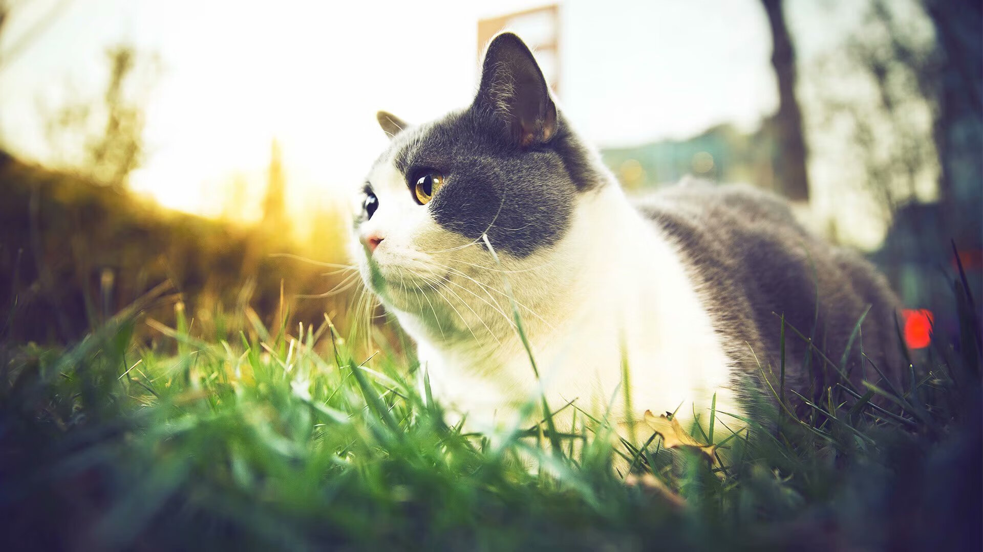 -荷兰队在足球比赛中创造惊人战绩，总结一下荷兰足球