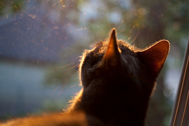 阿拉维斯战胜毕尔巴鄂，成功逆转反击，阿拉维斯vs埃尔切