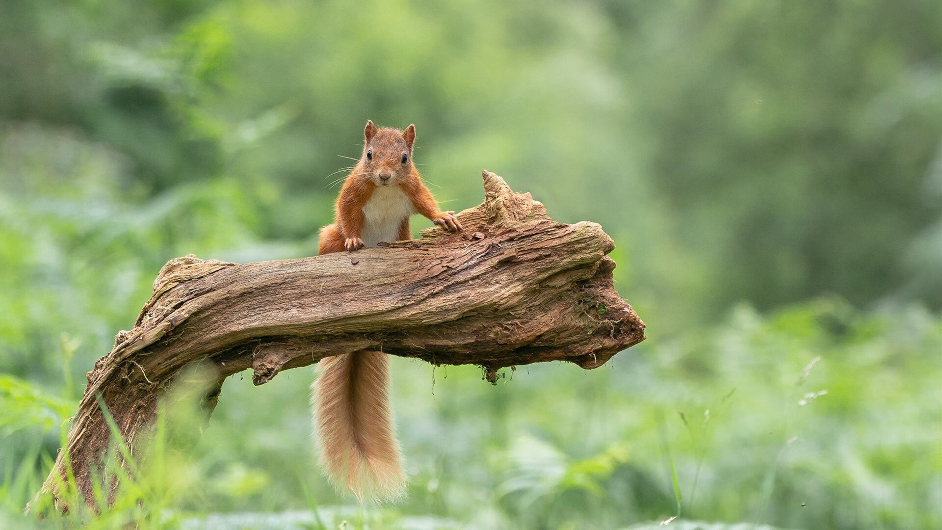 中国篮球教练员技能培训课程开发，篮球教练员培训班理论考试