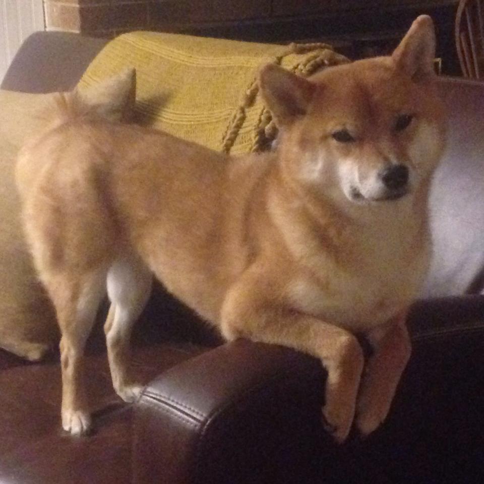 九游-HU Jinqiu当选CBA常规赛MVP引领球队冲锋，cba总决赛mvp为什么是胡明轩