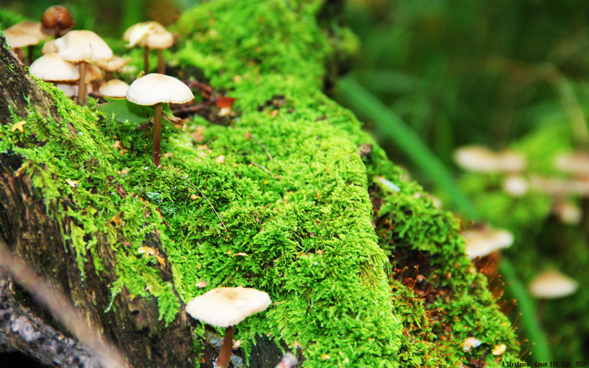 中国篮球冲奥之路背后隐藏多少辛酸与坚持，中国奥运篮球比赛