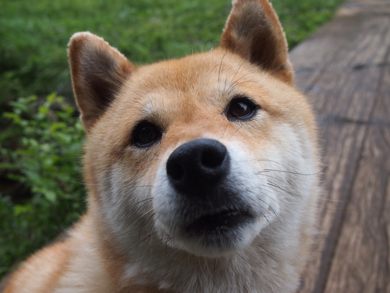 主教练与助理教练配合对战术执行的影响,主教练和助理教练区别