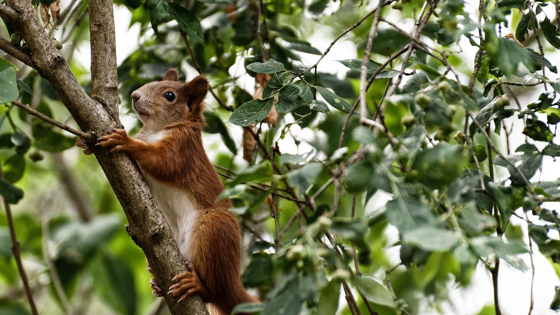九游官网下载电脑版-亚冠联赛U23国足惨败 技术失误成主因，u23中国亚洲杯