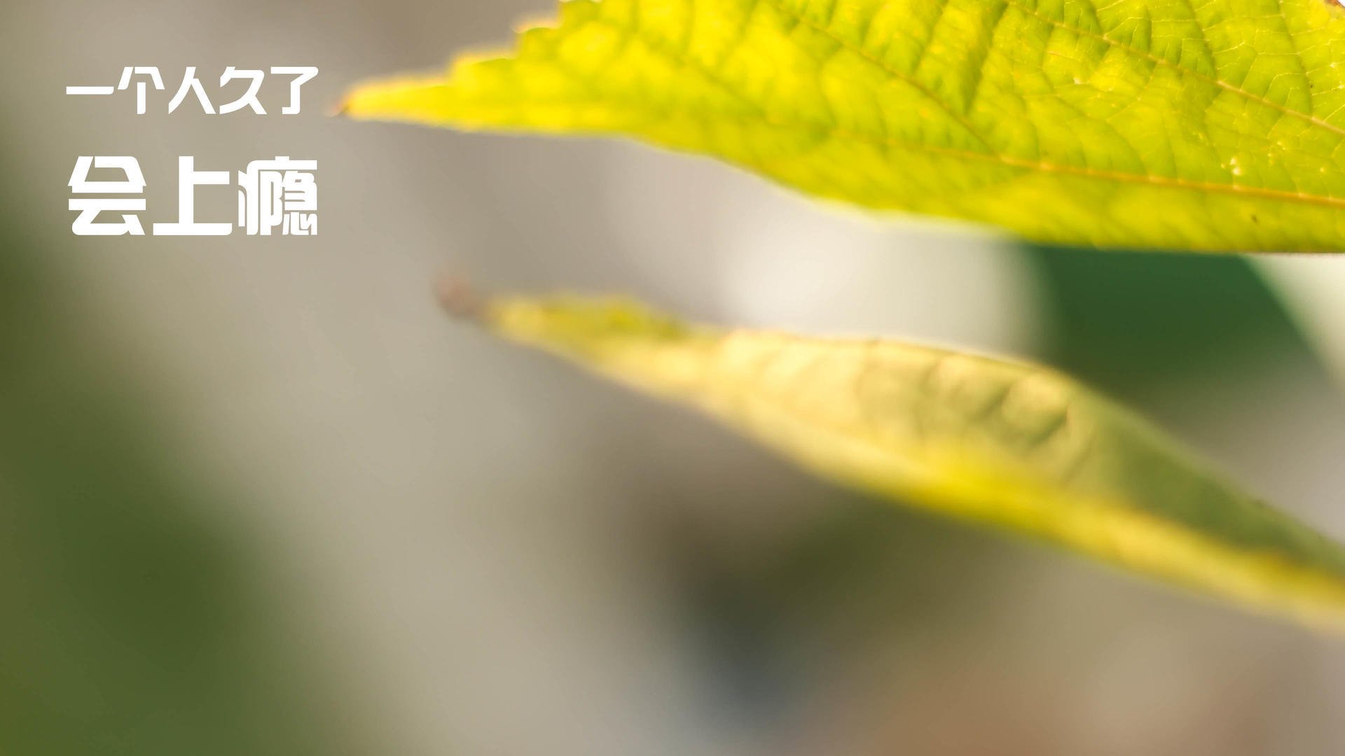 澳大利亚队未来战略：注重团体合作提升整体实力，澳大利亚队怎么样