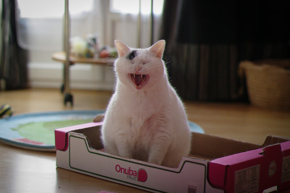 自由泳200米德国女将游出惊喜表现,自由泳女子200米世界纪录