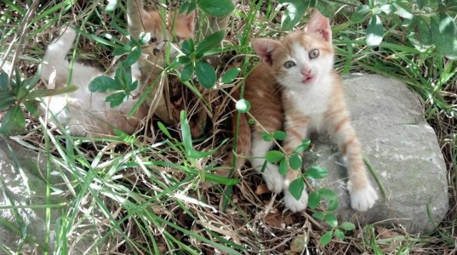 九游娱乐官网 (jiuyou)-马拉松选手备战高原挑战极限体能，马拉松高原训练的利与弊和原则