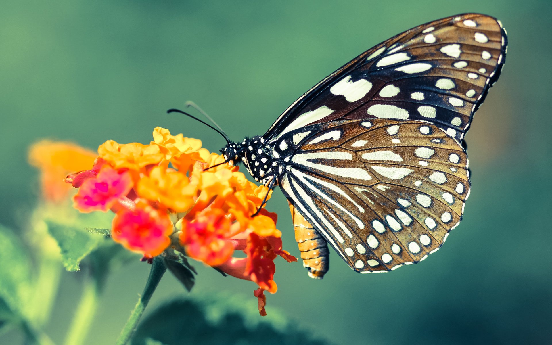 中国足球青少年比赛引入多维度表现报告系统,中国青少年足球发展路径选择