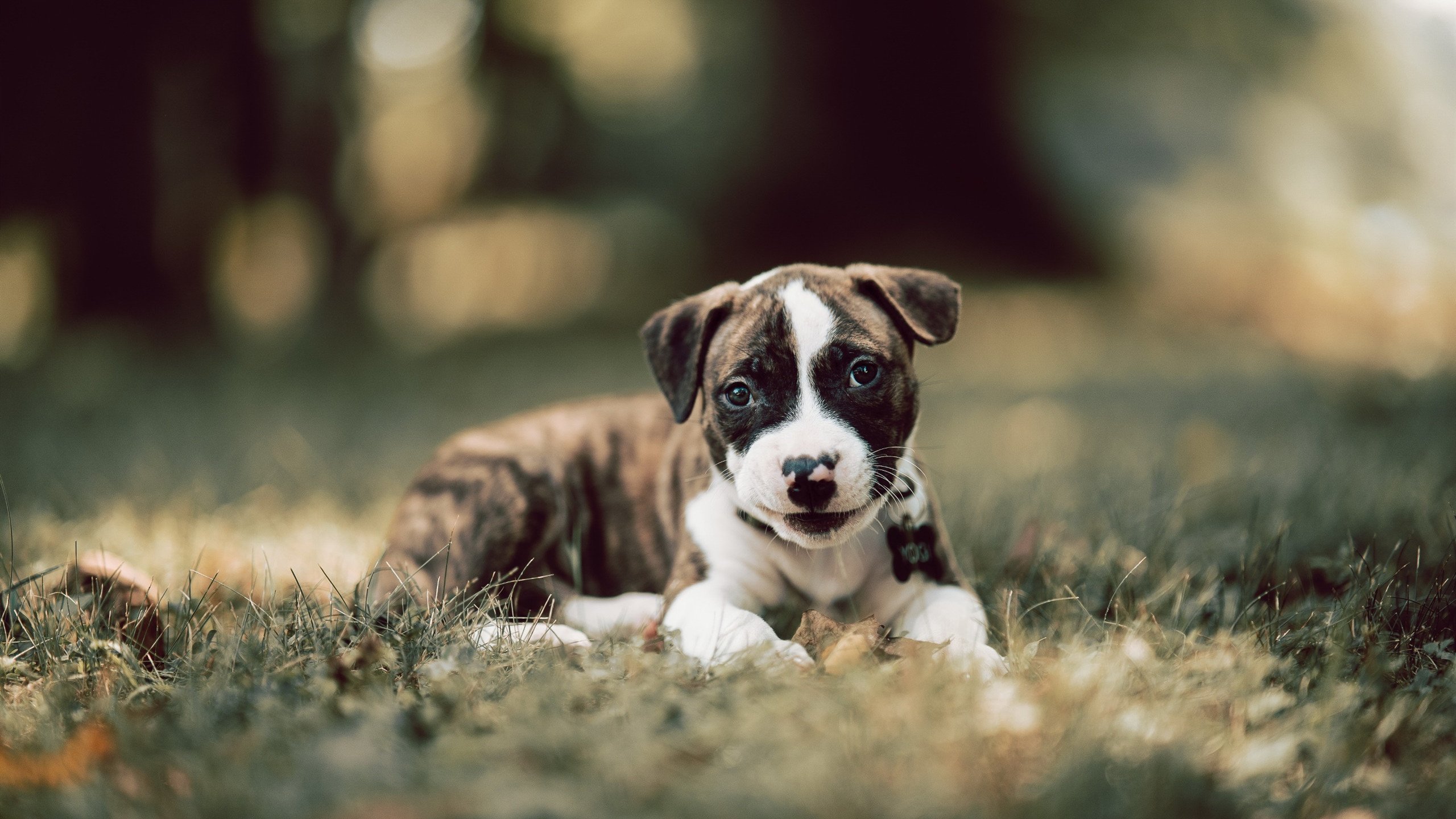 乌拉圭男篮在南美锦标赛中精彩不断,体育水平持续上升,乌拉圭南美区预选赛
