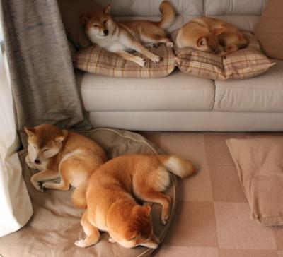 亚洲男子篮球锦标赛上,印度和台湾队激战正酣,青年力量崭露头角