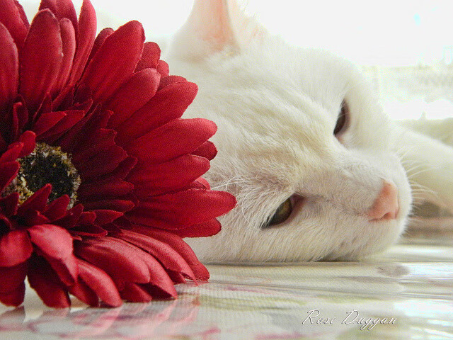 南非橄榄球赛事观众持续增加,品牌价值日益增强,南非 橄榄球