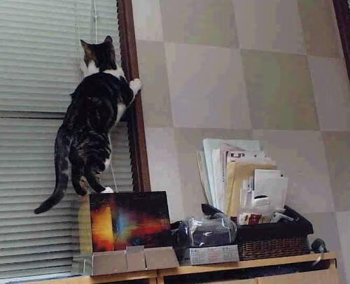 特色青训营带动乡村足球发展,推动区域体育平衡,足球青训项目