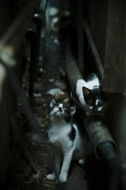 美洲杯明星聚集:场场精彩,令人难忘!,美洲杯明星球员